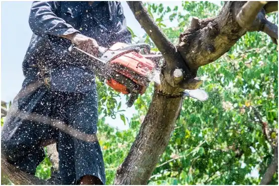 tree services Willis